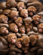 Monkeys by Jyo John Mulloor, digital print on Hahnemühle photo rag paper, 52 x 65 cm, Tashkeel