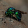 Emerald Cuckoo Wasp (Hedychridium anithaae) by Khalid Al Astad, digital print on Hahnemühle photo rag paper, Tashkeel