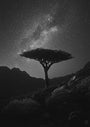 Whispers of Socotra by Artist Group Illal, digital print on Hahnemühle photo rag paper, 70 x 50 cm, Tashkeel