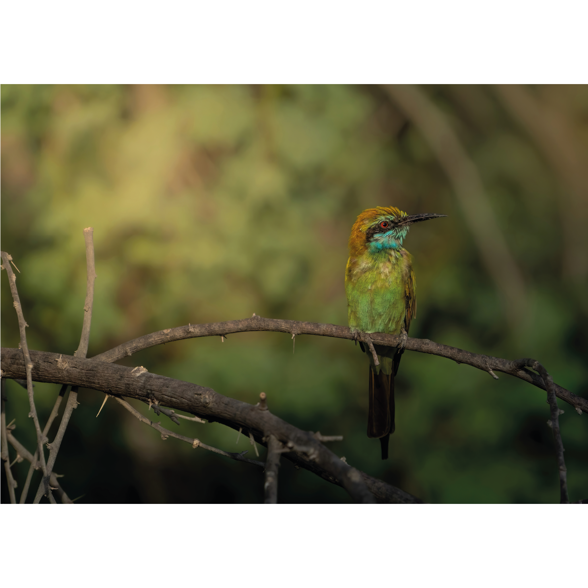 Arabian Green Bee-eater by Khalid Al Astad