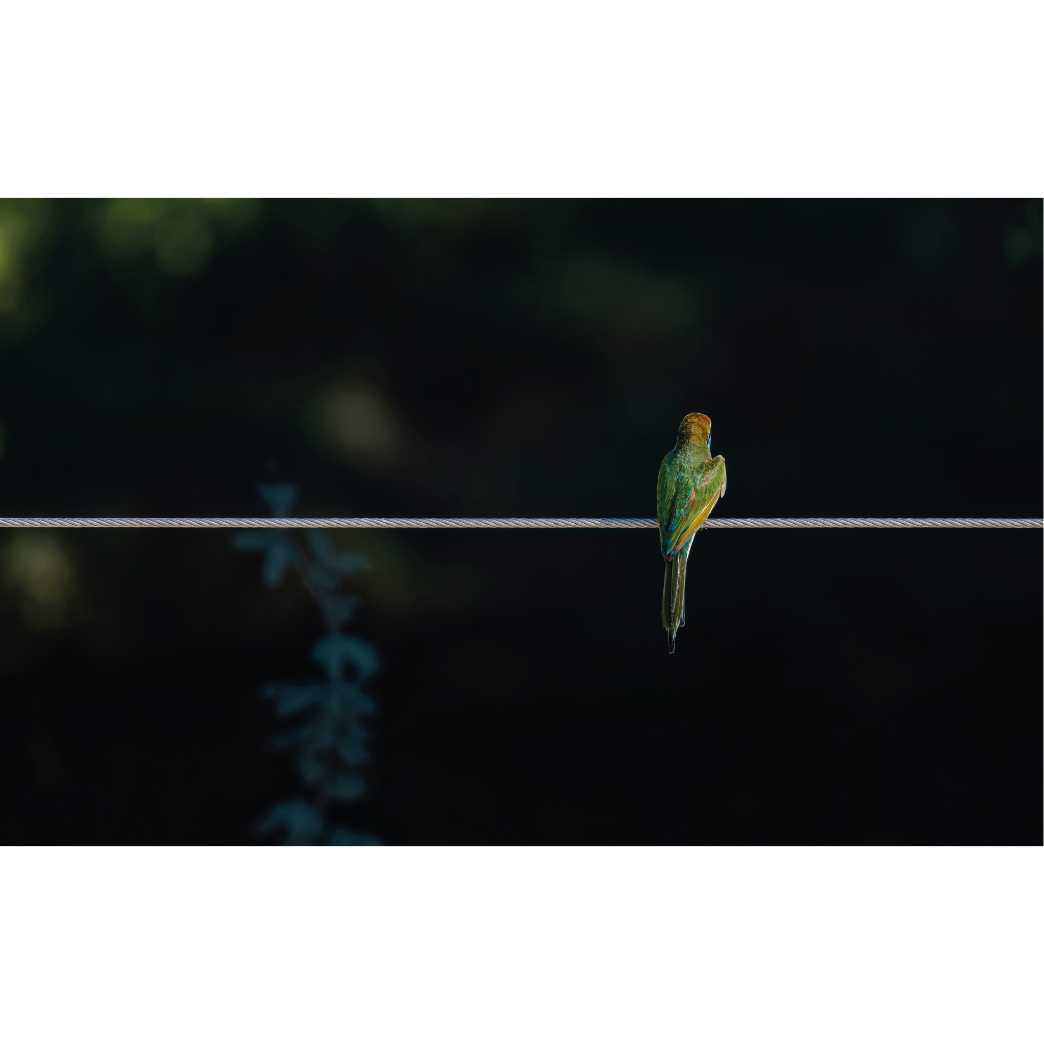 Arabian Green Bee-eater by Khalid Al Astad