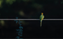 Arabian Green Bee-eater by Khalid Al Astad, digital print on Hahnemuhle Photo Rag, 50 x 80 cm, Tashkeel