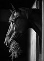 Black Horse 2 by Artist Group Illal, digital print on Hahnemuhle paper, 70 x 50 cm, Tashkeel