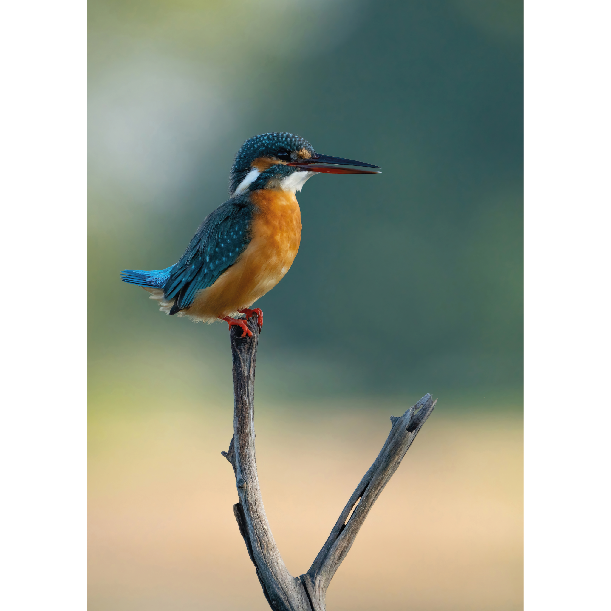 Common Kingfisher by Khalid Al Astad