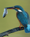 Common Kingfisher by Khalid Al Astad