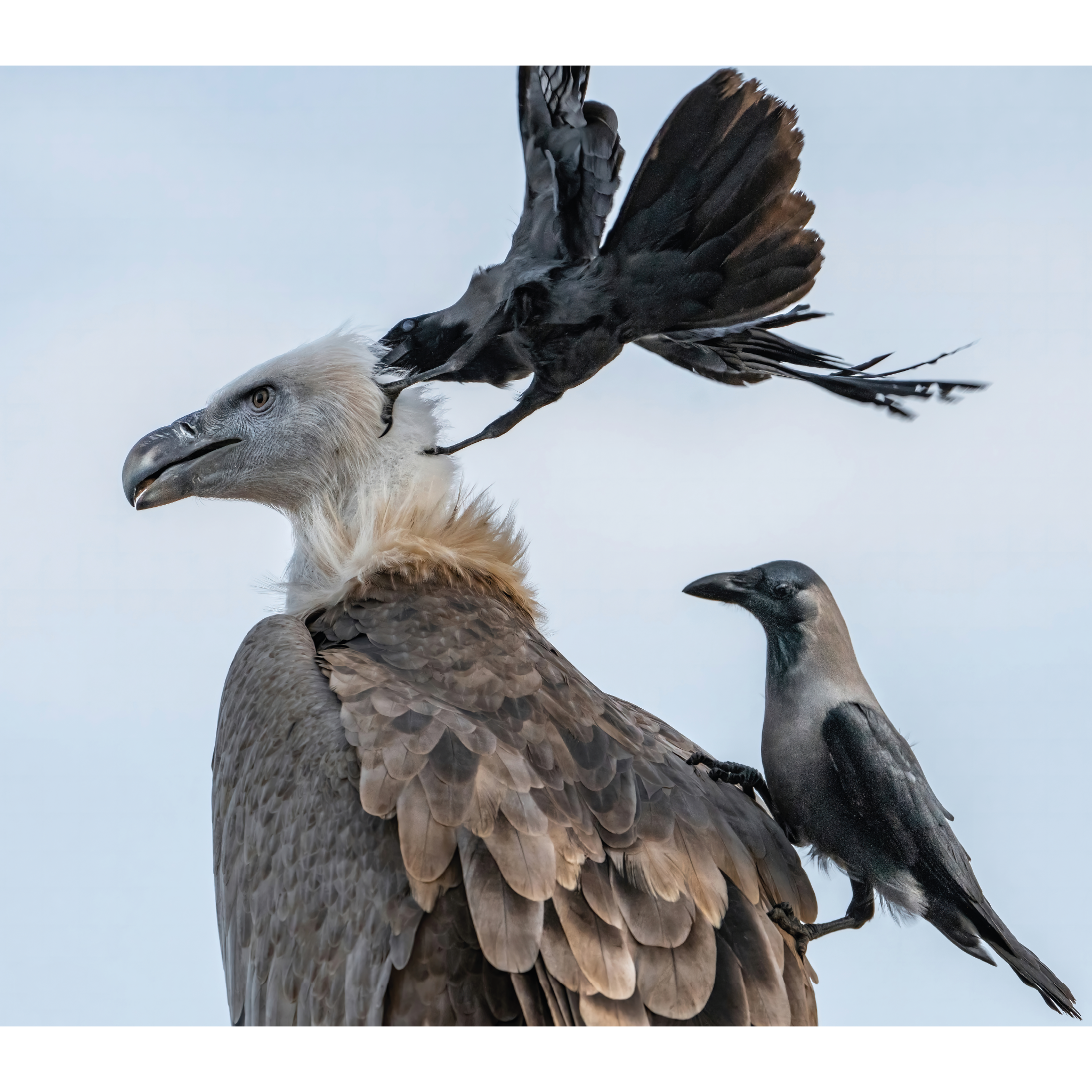 Griffon Vulture by Khalid Al Astad