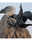 Griffon Vulture by Khalid Al Astad
