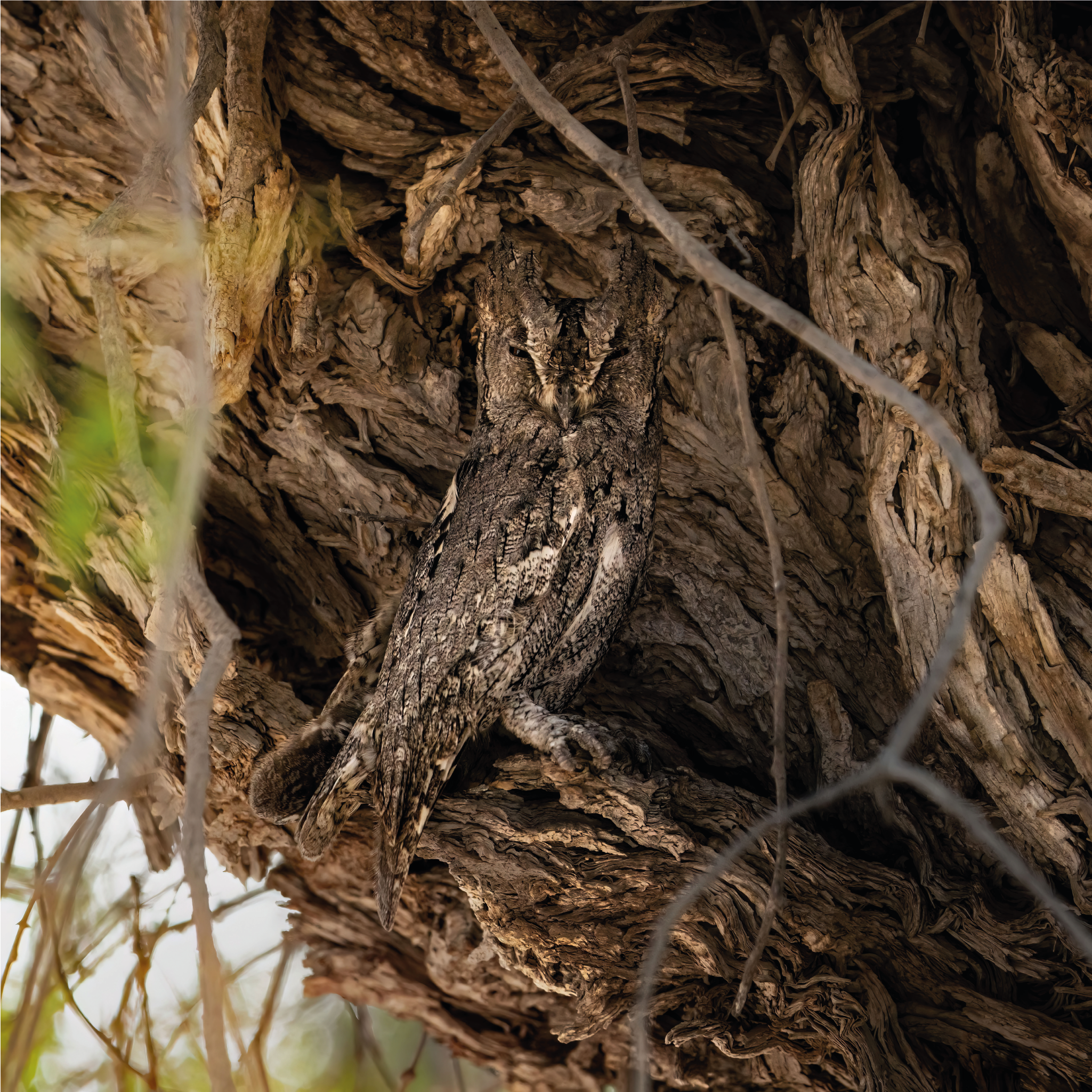 Pallid Scops Owl by Khalid Al Astad